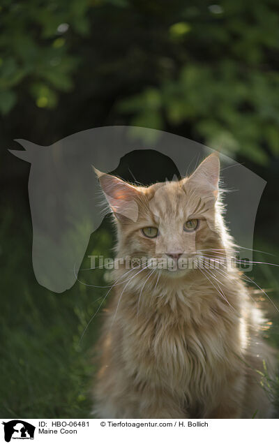 Maine Coon / HBO-06481