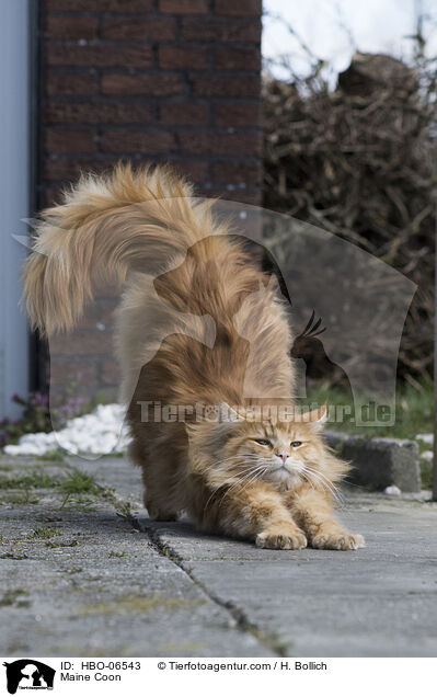 Maine Coon / HBO-06543