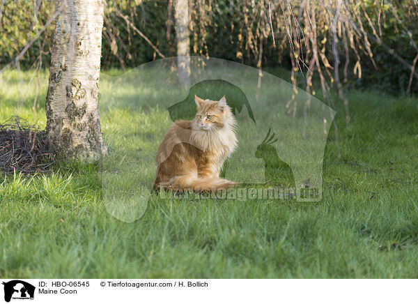 Maine Coon / Maine Coon / HBO-06545