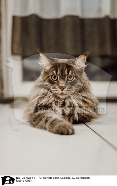 Maine Coon / Maine Coon / LB-02541