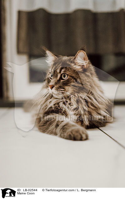Maine Coon / Maine Coon / LB-02544