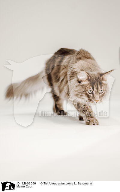 Maine Coon / Maine Coon / LB-02556
