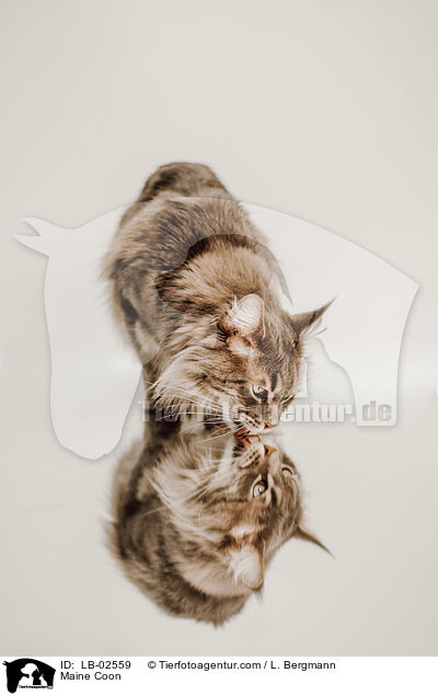 Maine Coon / LB-02559