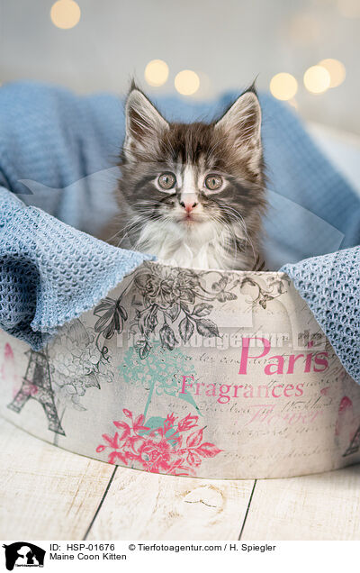 Maine Coon Ktzchen / Maine Coon Kitten / HSP-01676