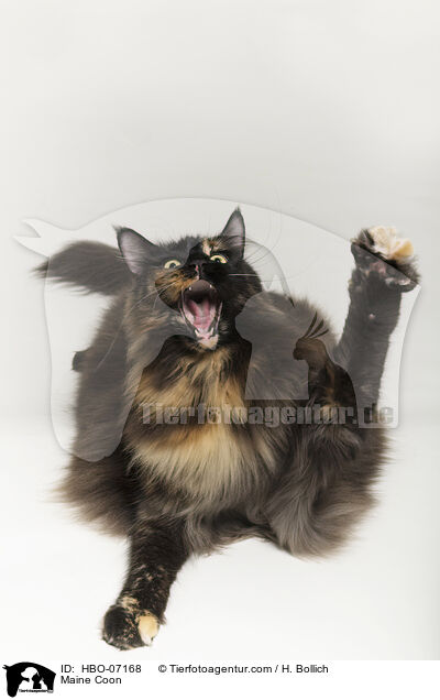 Maine Coon / Maine Coon / HBO-07168