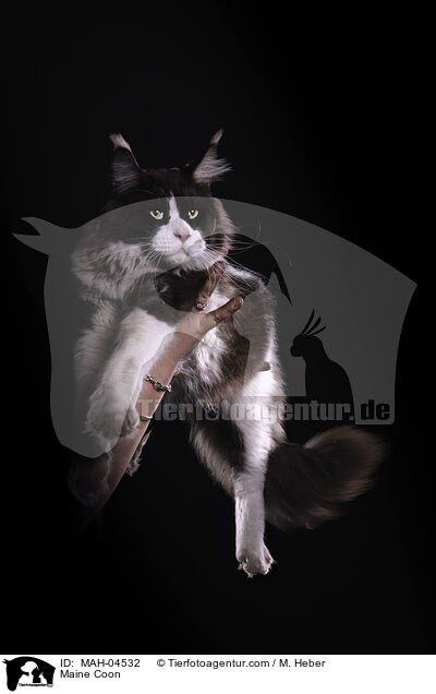 Maine Coon / Maine Coon / MAH-04532