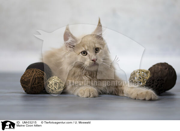 Maine Coon Ktzchen / Maine Coon kitten / UM-03215