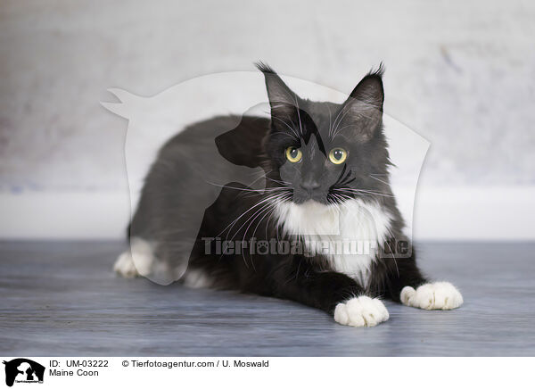 Maine Coon / Maine Coon / UM-03222