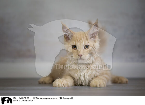 Maine Coon kitten / UM-03238