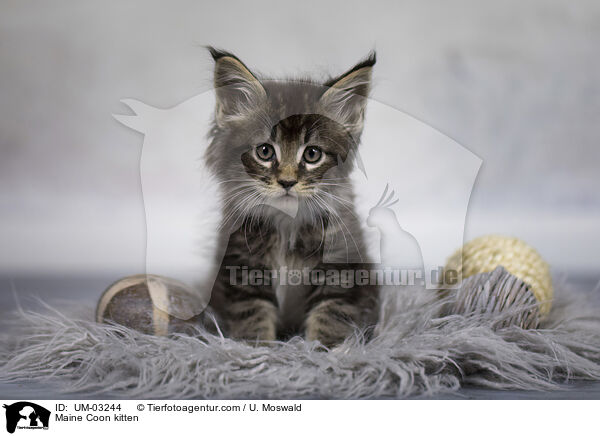 Maine Coon Ktzchen / Maine Coon kitten / UM-03244