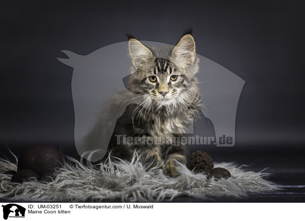 Maine Coon Ktzchen / Maine Coon kitten / UM-03251