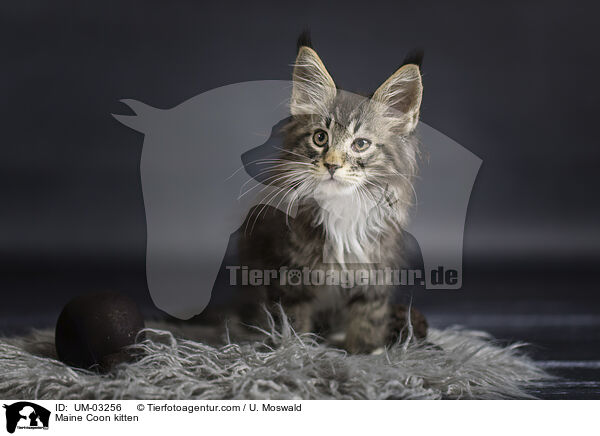 Maine Coon kitten / UM-03256