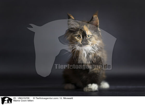 Maine Coon Ktzchen / Maine Coon kitten / UM-03258