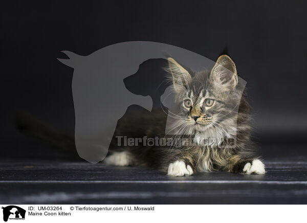 Maine Coon kitten / UM-03264