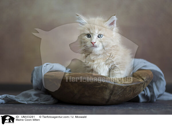 Maine Coon Ktzchen / Maine Coon kitten / UM-03281