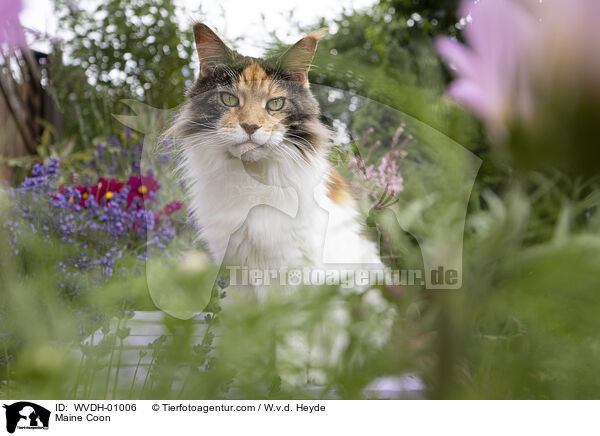 Maine Coon / Maine Coon / WVDH-01006
