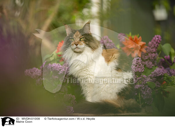 Maine Coon / Maine Coon / WVDH-01008