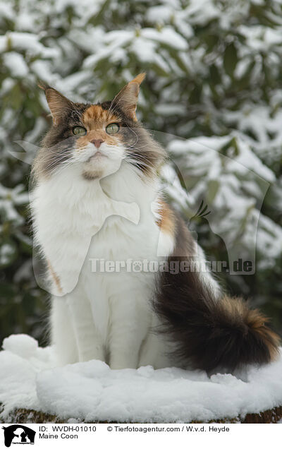 Maine Coon / Maine Coon / WVDH-01010