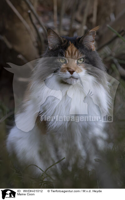 Maine Coon / Maine Coon / WVDH-01012