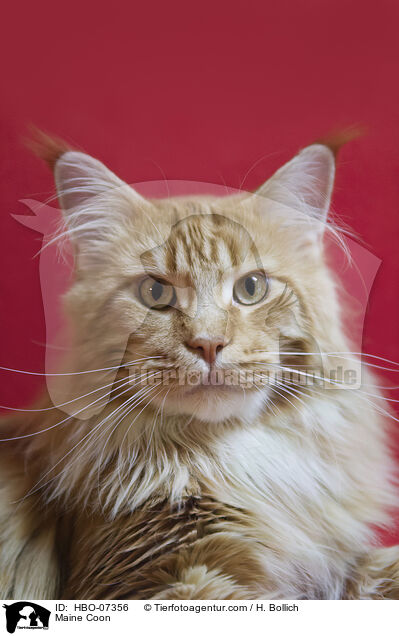 Maine Coon / Maine Coon / HBO-07356