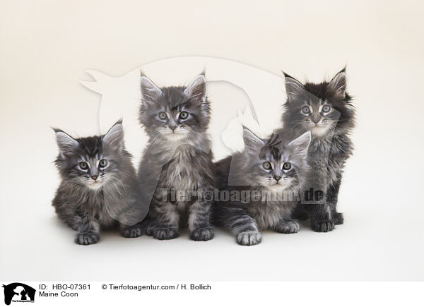 Maine Coon / HBO-07361
