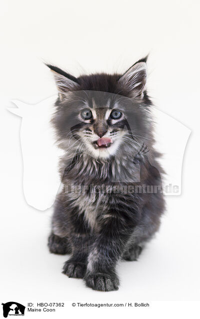 Maine Coon / Maine Coon / HBO-07362