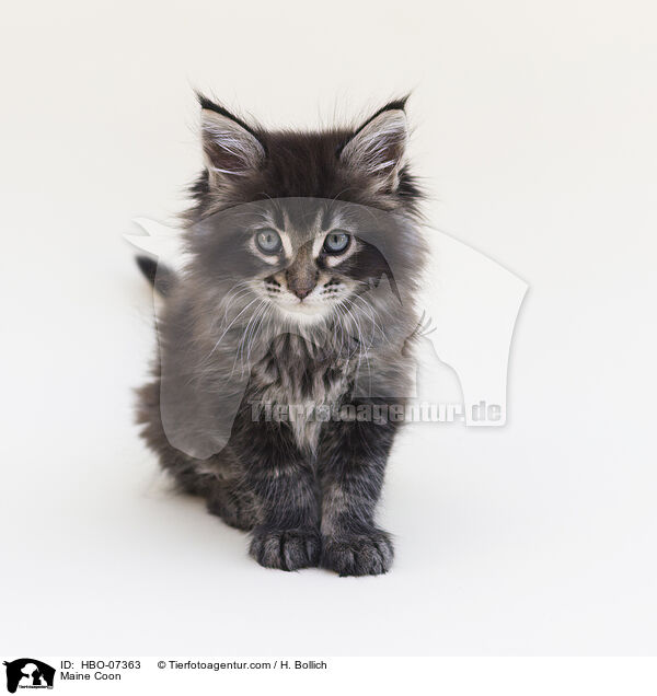 Maine Coon / Maine Coon / HBO-07363