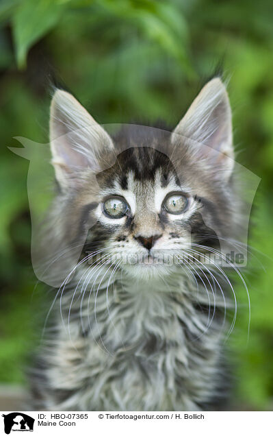 Maine Coon / Maine Coon / HBO-07365