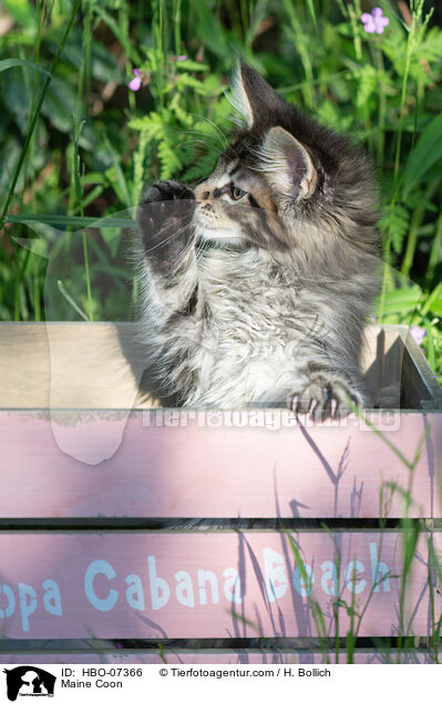 Maine Coon / Maine Coon / HBO-07366
