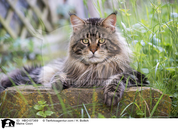 Maine Coon / Maine Coon / HBO-07369
