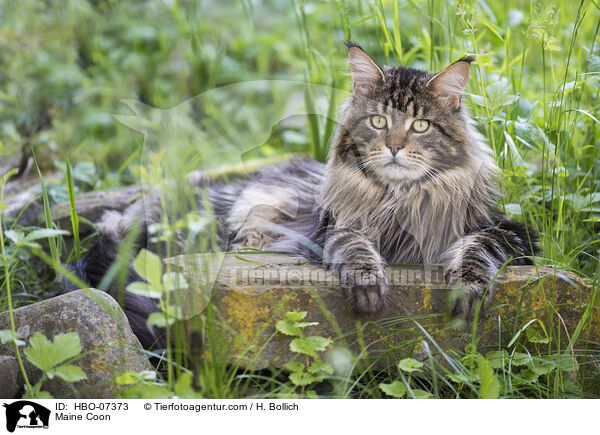 Maine Coon / Maine Coon / HBO-07373