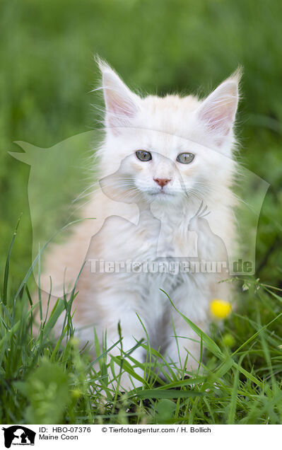 Maine Coon / Maine Coon / HBO-07376