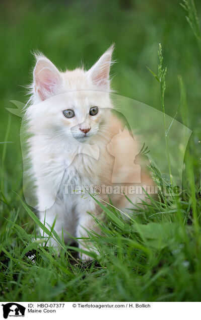 Maine Coon / Maine Coon / HBO-07377
