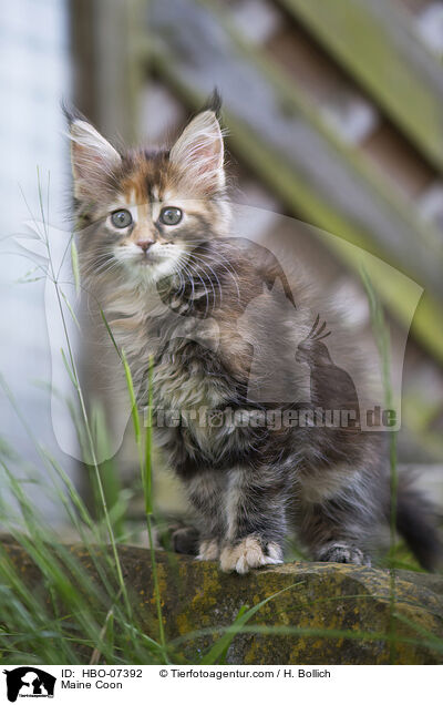 Maine Coon / Maine Coon / HBO-07392
