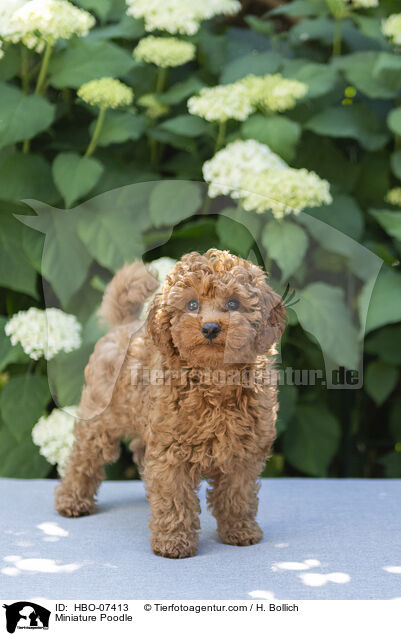 Zwergpudel / Miniature Poodle / HBO-07413