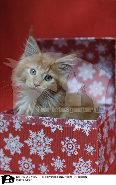 Maine Coon / Maine Coon / HBO-07492