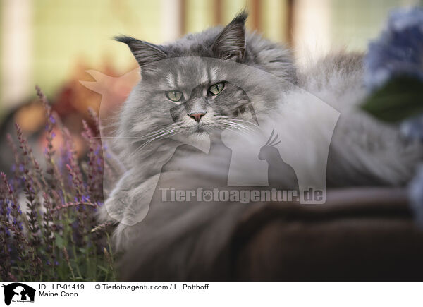 Maine Coon / Maine Coon / LP-01419