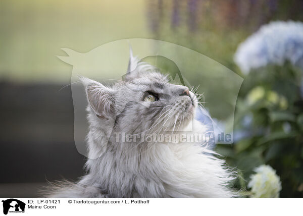 Maine Coon / Maine Coon / LP-01421