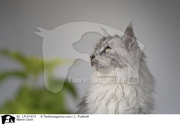 Maine Coon / Maine Coon / LP-01573
