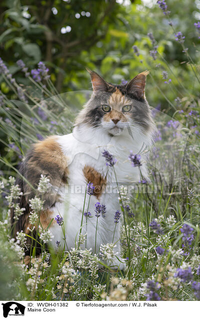 Maine Coon / Maine Coon / WVDH-01382