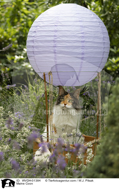 Maine Coon / Maine Coon / WVDH-01384