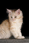 Maine Coon Kitten