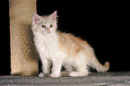 Maine Coon Kitten