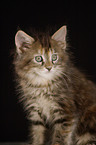 Maine Coon Kitten