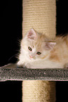 Maine Coon Kitten