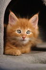 Maine Coon Kitten