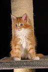 Maine Coon Kitten