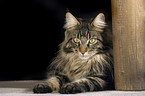 lying Maine Coon