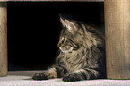 lying Maine Coon