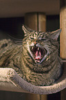 yawning Maine Coon